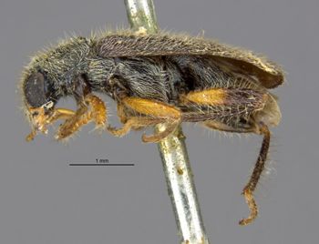Media type: image;   Entomology 3565 Aspect: habitus lateral view